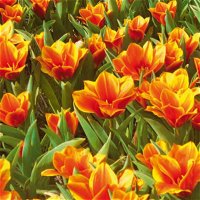 Greigii Tulpe, rot/orange, 7 Blumenzwiebeln