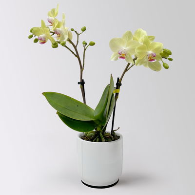 Mini-Phalaenopsis mit Keramiktopf, gelb, Topf-Ø 7 cm, 2 Pflanzen Mini-Phalaenopsis mit Keramiktopf, gelb, Topf-Ø 7 cm, 2 Pflanzen