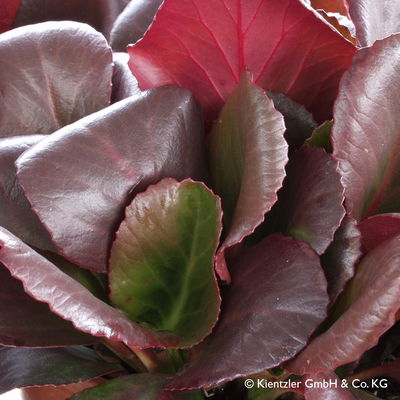 Bio Bergenie 'Eroica' violettrot, Topf-Ø 12 cm, 3 Pflanzen