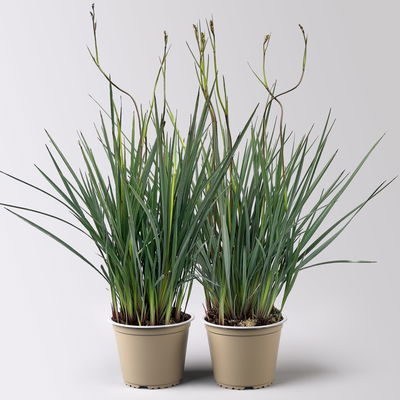 Dianella, violettblau, Topf-Ø 14 cm, 2 Pflanzen Dianella, violettblau, Topf-Ø 14 cm, 2 Pflanzen