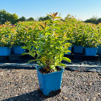 Hypericum 'Rose von Sharon', gelb, Topf 9x9 cm, 3 Pflanzen