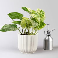 Efeutute 'Marble Queen', Topf-Ø 12 cm, inkl. Übertopf Vibes weiß, 2 Pflanzen