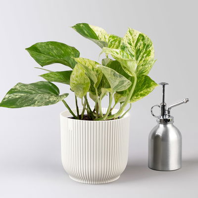 Efeutute 'Marble Queen', Topf-Ø 12 cm, inkl. Übertopf Vibes weiß, 2 Pflanzen