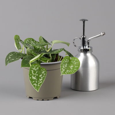 Scindapsus pictus 'Trebie', Topf-Ø 12 cm, Höhe ca. 20 cm, 3er-Set Scindapsus pictus 'Trebie', Topf-Ø 12 cm, Höhe ca. 20 cm, 3er-Set