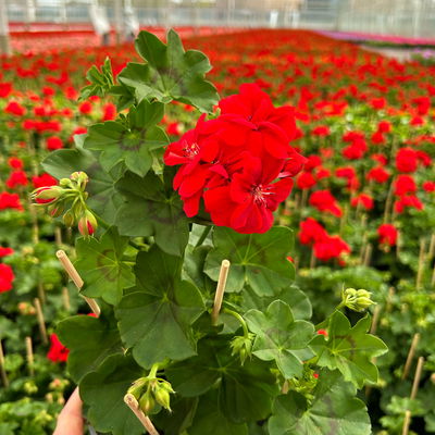 Geranie rot, hängend, Topf-Ø ca. 10,5 cm, 8 Pflanzen Geranie rot, hängend, Topf-Ø ca. 10,5 cm, 8 Pflanzen