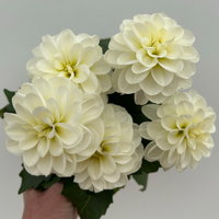 Dahlie, weiß, Topf-Ø 12 cm, 6 Pflanzen