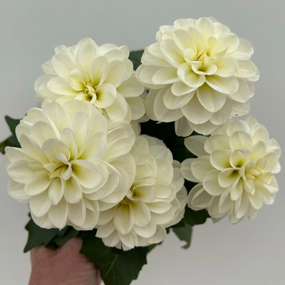 Dahlie, weiß, Topf-Ø 12 cm, 6 Pflanzen
