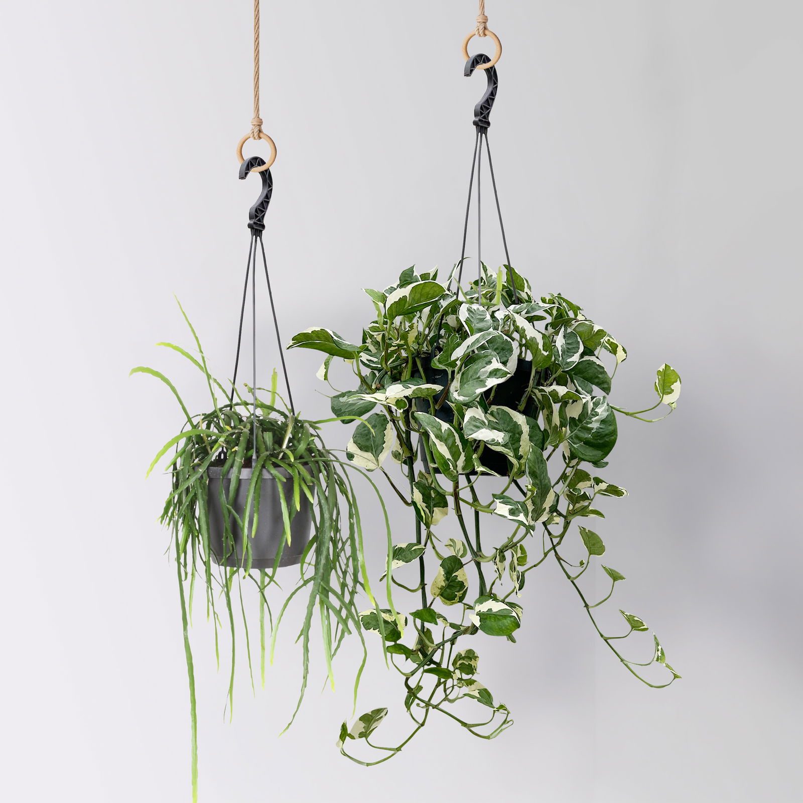 Grünpflanzen-Set Genügsamkeit, Hängeampel-Ø 17 cm, 2 Pflanzen