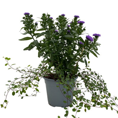 Aster & Mühlenbeckia, 3er-Set, blau gefüllt, Topf 12/13 cm Ø Aster & Mühlenbeckia, 3er-Set, blau gefüllt, Topf 12/13 cm Ø