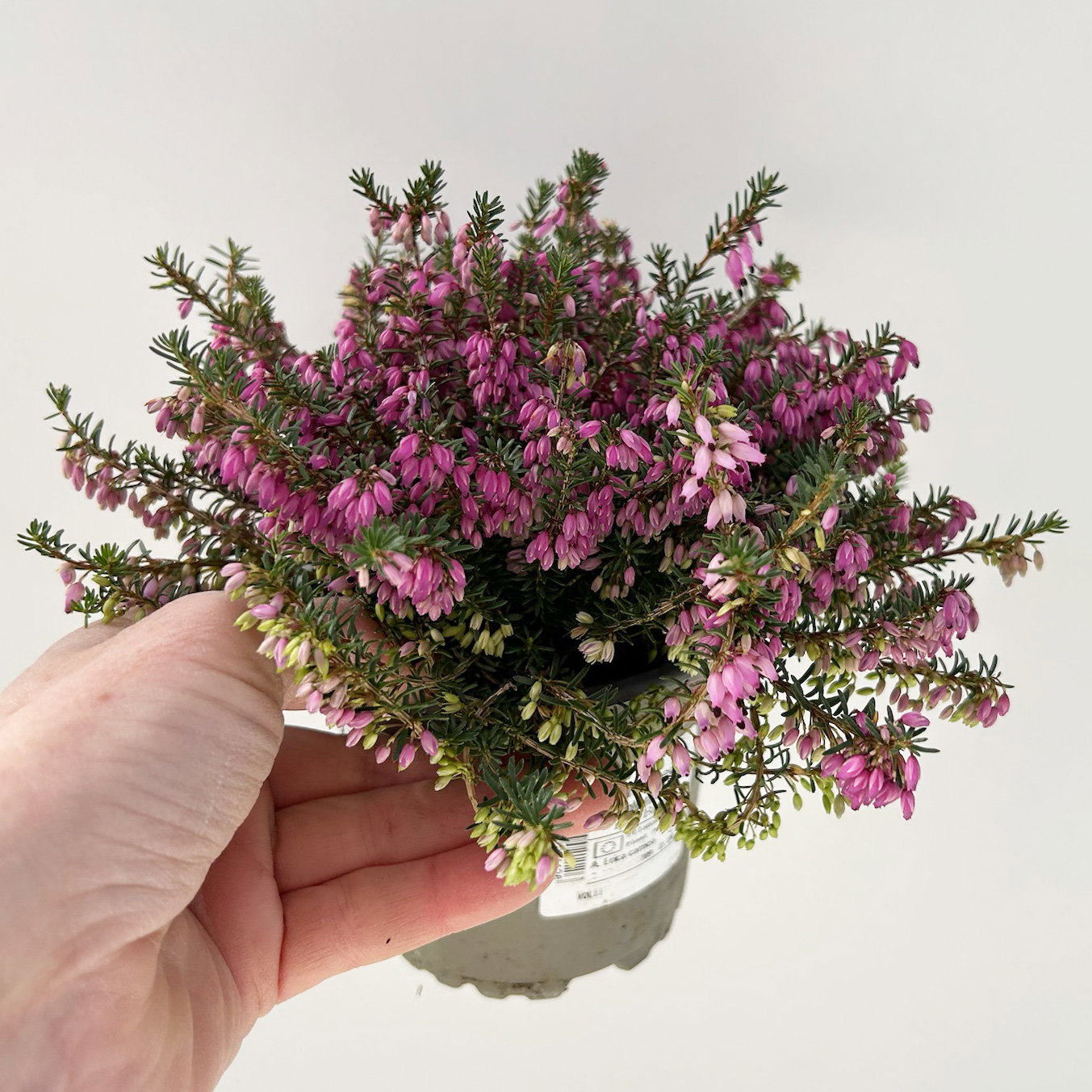 Winterheide, rosa, Topf-Ø 11 cm, 8 Pflanzen