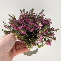 Winterheide, rosa, Topf-Ø 11 cm, 8 Pflanzen