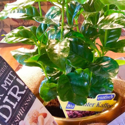 Blu Bio Kaffeepflanze, Topf-Ø 12 cm, 2er Set