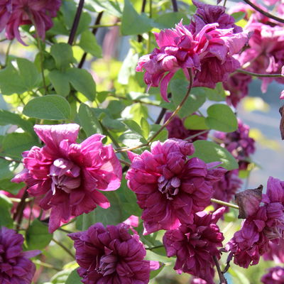 Italienische Waldrebe 'Purpurea Plena Elegans', 2er-Set, purpurviolett