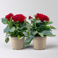 Dahlie 'Hypnotica®' rot, Topf-Ø 19 cm, 2er-Set