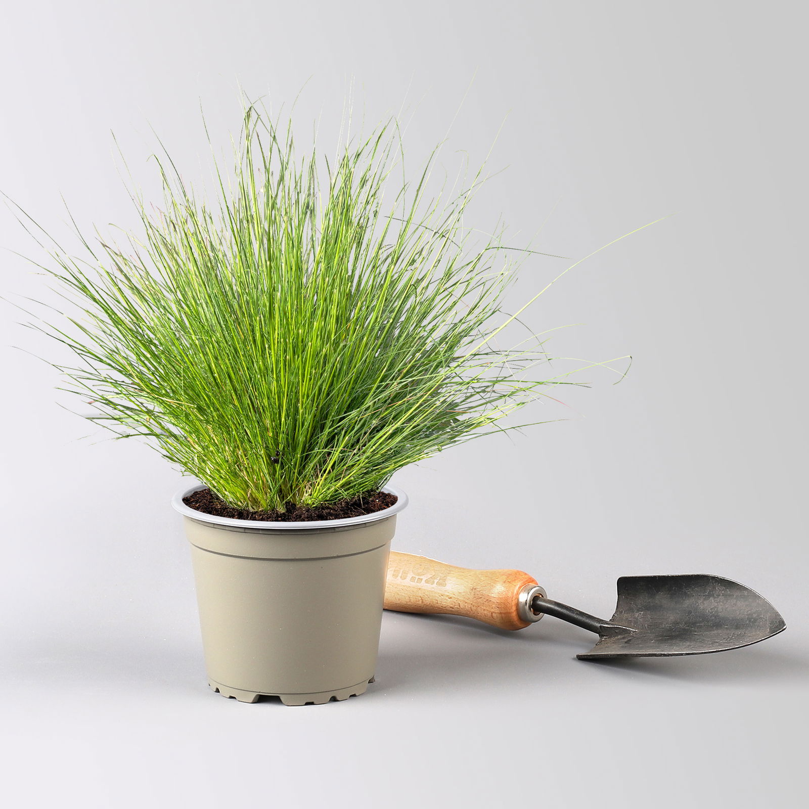 Bio Schaf-Schwingel 'Bernie Green', Topf-Ø 12 cm, 3 Pflanzen