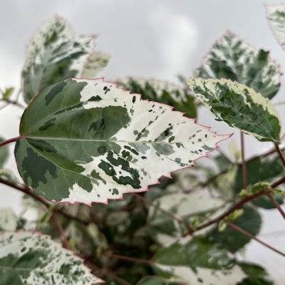 Hibiskus 'Variegata' rot, Topf-Ø 13 cm, Höhe ca. 25 cm, 2 Pflanzen