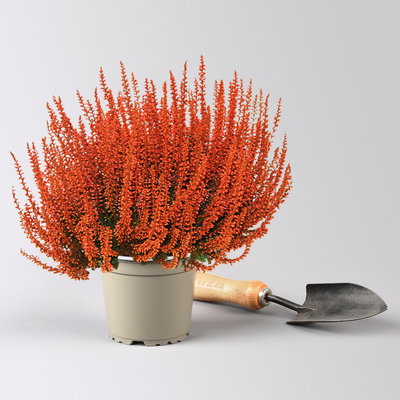 Knospenheide 'Picasso', orange gefärbt, Topf-Ø 12 cm, 6 Pflanzen Knospenheide 'Picasso', orange gefärbt, Topf-Ø 12 cm, 6 Pflanzen