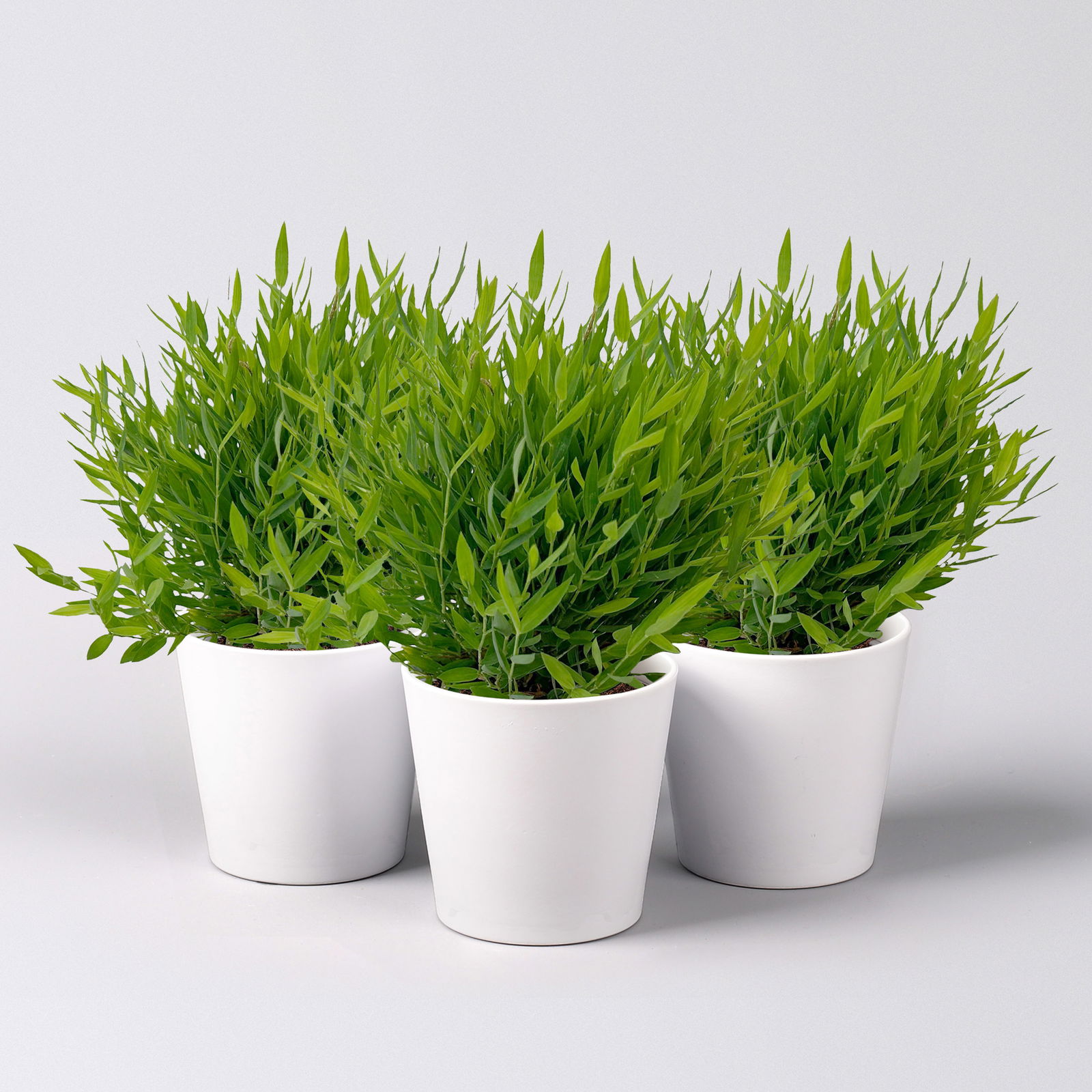 Zimmerbambus, Topf-Ø 12cm, mit Übertopf Dallas weiß, 3 Pflanzen Zimmerbambus, Topf-Ø 12cm, mit Übertopf Dallas weiß, 3 Pflanzen