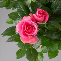 Rose dunkelrosa, Topf-Ø 14 cm, 2er-Set