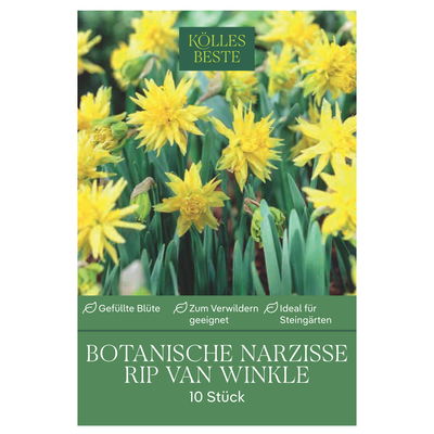 Botanische Narzissen Rip van Winkle gelb, 10 Blumenzwiebeln Botanische Narzissen Rip van Winkle gelb, 10 Blumenzwiebeln