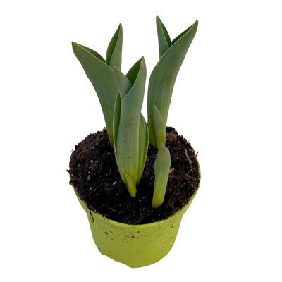 Tulpe zweifarbig, vorgetrieben, Topf-Ø 10 cm, 6 Pflanzen