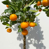 Calamondin, Stamm, Topf-Ø 24 cm, Höhe ca. 100 - 140 cm