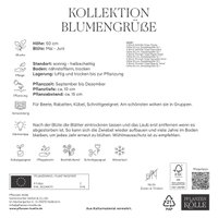 Kollektion Blumengrüße Tulpen Mischung, 15 Blumenzwiebeln