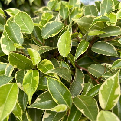 Birkenfeige 'Lucky', in Keramiktopf anthrazit, Topf-Ø 12 cm, Höhe ca. 40 cm Birkenfeige 'Lucky', in Keramiktopf anthrazit, Topf-Ø 12 cm, Höhe ca. 40 cm