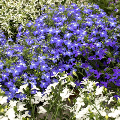 Männertreu blau, Topf-Ø 12 cm, 6er-Set