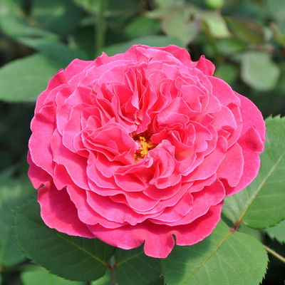 Stammrose 'Kölle's Rosensymphonie'®, Edelrose, Stammhöhe 60 cm im 7,5 Liter Topf Stammrose 'Kölle's Rosensymphonie'®, Edelrose, Stammhöhe 60 cm im 7,5 Liter Topf