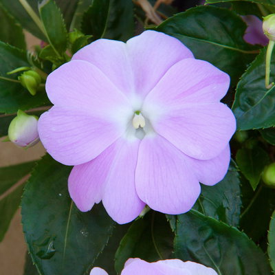 Edellieschen, flieder, Topf -Ø 13 cm, 6 Pflanzen