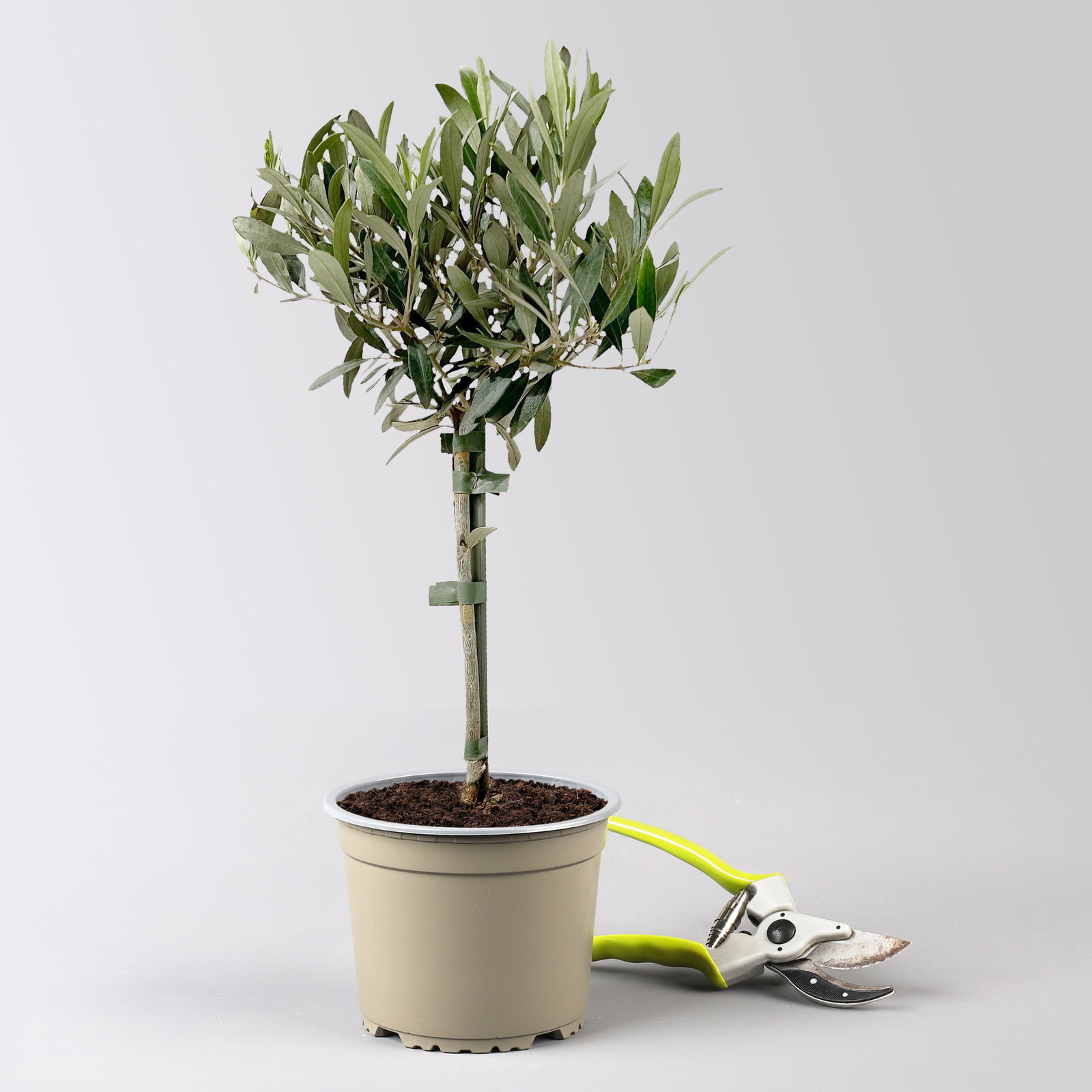 Olivenbaum, Stämmchen, Topf-Ø 16 cm, Höhe ca. 60 cm, 2 Pflanzen