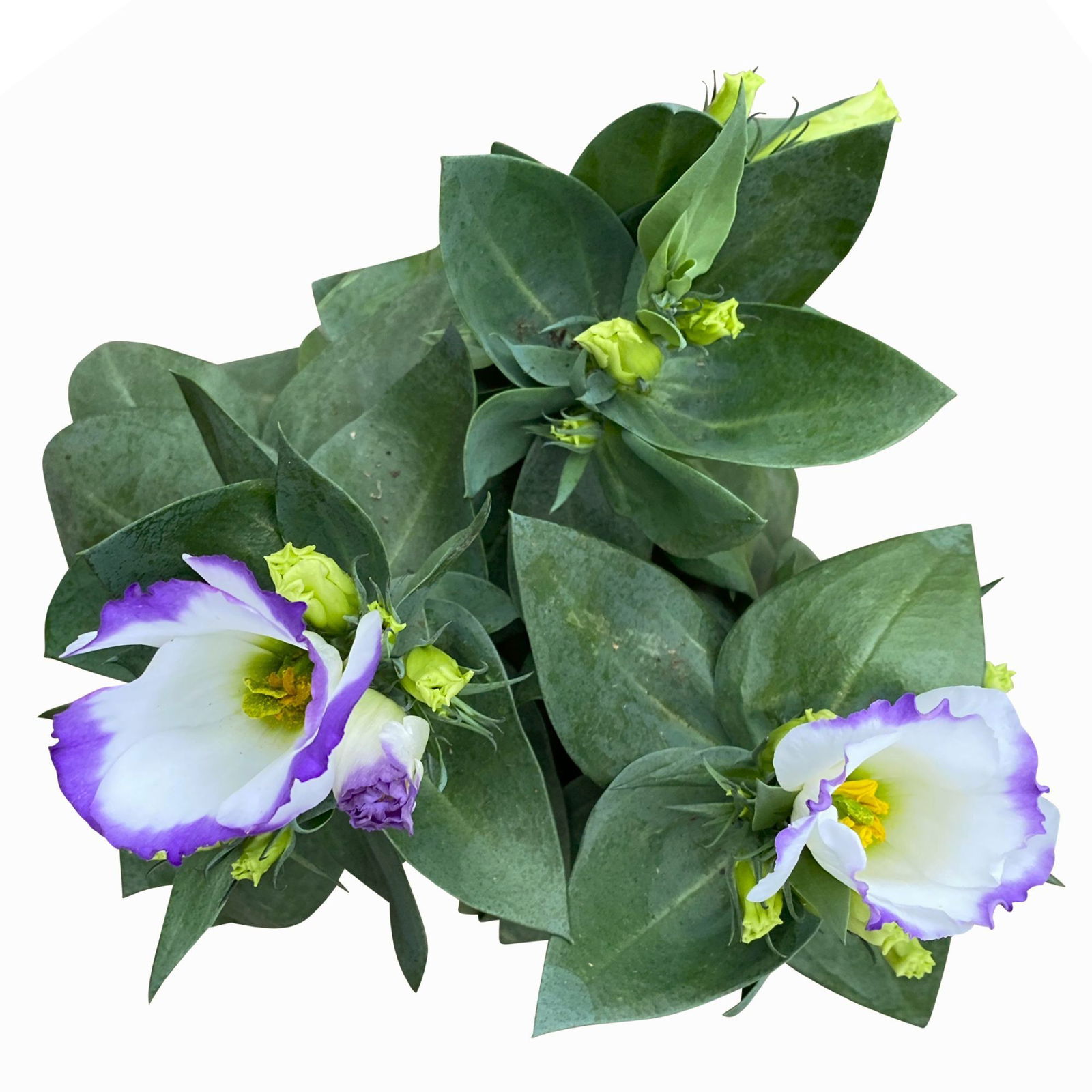 Lisianthus, weiß, Topf-Ø 10,5 cm, 8 Pflanzen