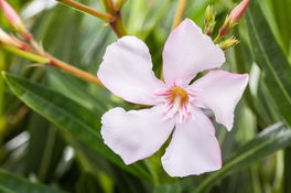 Oleander 