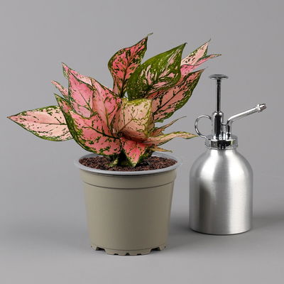 Aglaonema 'Pink', rosa-grün, Topf-Ø 12 cm, 2 Pflanzen