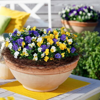 Hornveilchen 'Trio', blau-weiß-gelb, Topf -Ø 10/11 cm, 8 Pflanzen