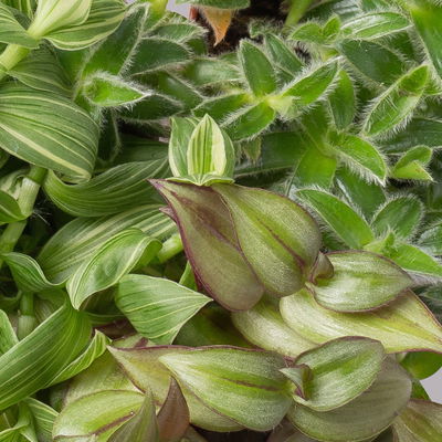 Dreimasterblume in Keramiktopf weiß, nach Verfügbarkeit, Topf-Ø 12 cm, 3er-Set