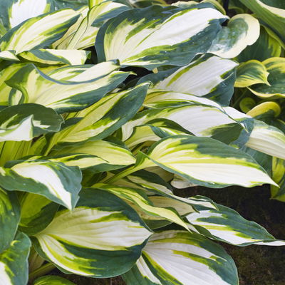 Bio Funkien 'Fire and Ice' lavendel, Topf 11x11 cm, 3 Pflanzen