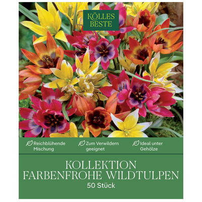 Wildtulpen-Mischung, bunt, 50 Blumenzwiebeln Wildtulpen-Mischung, bunt, 50 Blumenzwiebeln