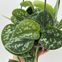 Grünpflanzen-Set Buntes-Trio, Hängeampel-Ø 15 cm, 3 Pflanzen