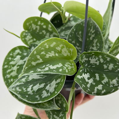 Grünpflanzen-Set Buntes-Trio, Hängeampel-Ø 15 cm, 3 Pflanzen