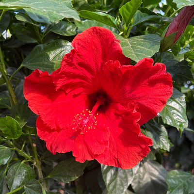 Hibiskus, rot, Stamm, Topf-Ø 23 cm, Höhe ca. 120 cm