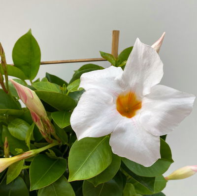 Dipladenie, weiß, Spalier, Topf-Ø 14 cm, Höhe ca. 45 cm, 2 Pflanzen