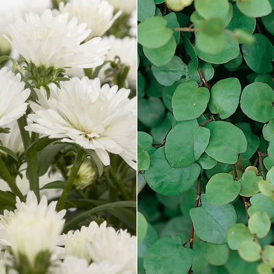 Aster & Mühlenbeckia, 3er-Set, weiß gefüllt, Topf 12/13 cm Ø Aster & Mühlenbeckia, 3er-Set, weiß gefüllt, Topf 12/13 cm Ø
