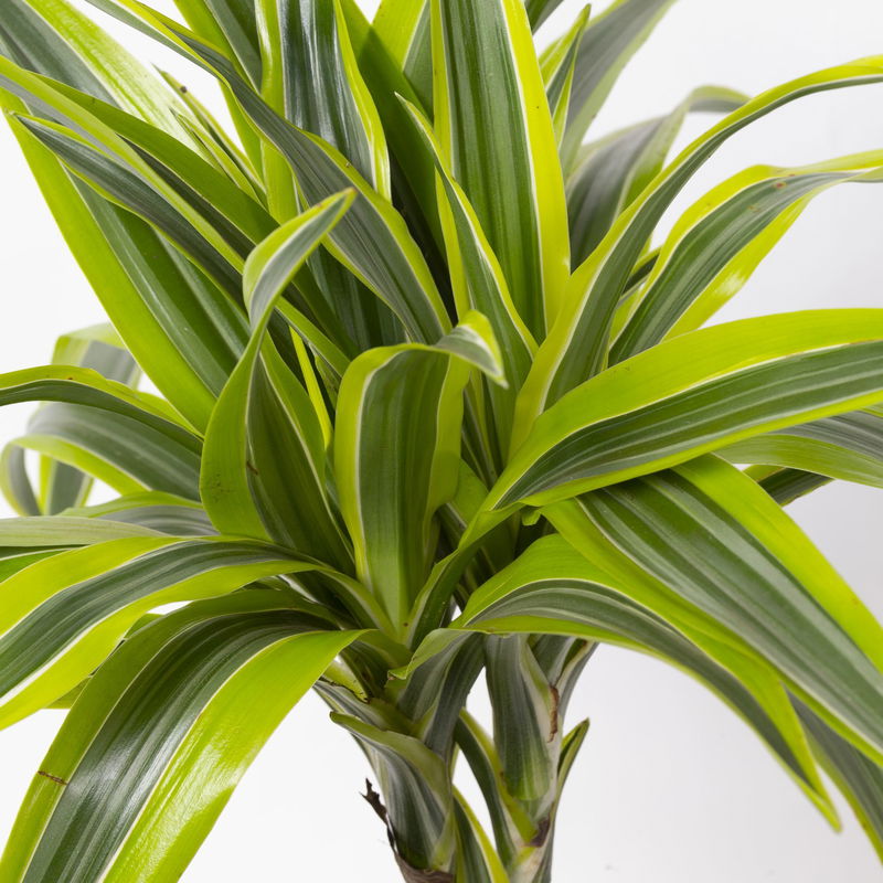 Duftender Drachenbaum 'Lemon Lime', TopfØ 24 cm, Höhe ca. 140 cm kaufen