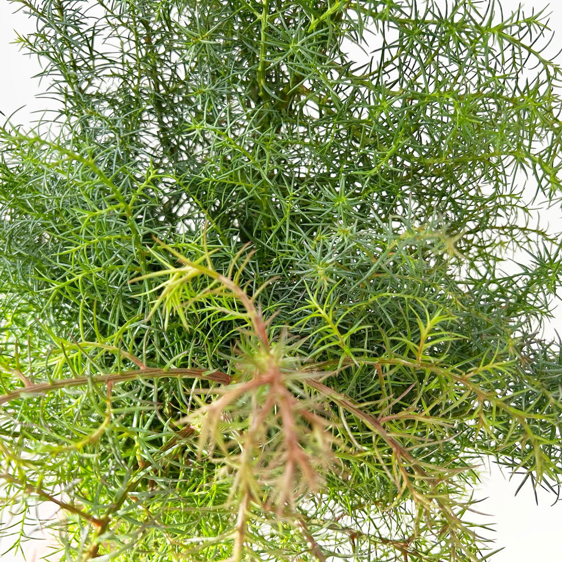 Sicheltanne im Handbund, 3 Bund Sicheltanne im Handbund, 3 Bund