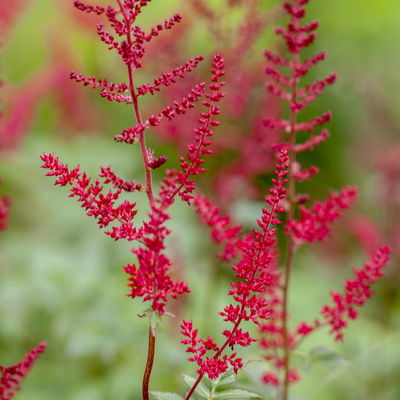 Bio Prachtspiere rot, Topf 11x11 cm, 3 Pflanzen Bio Prachtspiere rot, Topf 11x11 cm, 3 Pflanzen