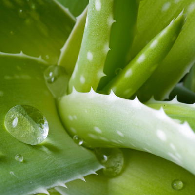 Aloe vera, Topf-Ø 24 cm, Höhe ca. 75 cm Aloe vera, Topf-Ø 24 cm, Höhe ca. 75 cm
