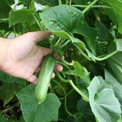 Blu Bio Mini-Snack-Gurke ‘Lunchbox F1‘, Topf-Ø 12 cm, 6er Set Blu Bio Mini-Snack-Gurke ‘Lunchbox F1‘, Topf-Ø 12 cm, 6er Set