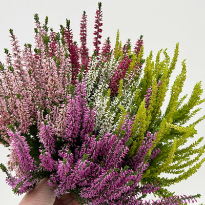 Knospenheide 'High Five®', fünffarbig, Topf-Ø 17 cm, 2 Pflanzen